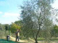 It is olive picking season, even in the campground