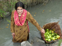 Young girl collecting apples that fell into the canal