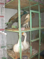 Geese and Birds of Paradise for sale