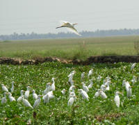Herons making use of the carpet of water hyacinth
