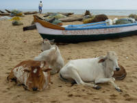 Cows like the beach for resting