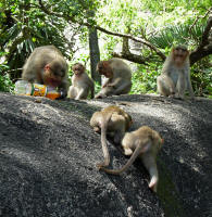 Monkeys love Fanta Orange. They frighten a child, steal the bottle and bite a hole in it. The dribbles are licked up eagerly.