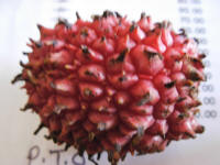 Local litchi - very sour