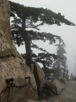 A Pine Tree clinging between some rocks