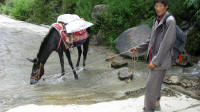 The mule taking advantage of a small stream