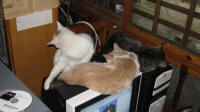 Cats on the PC