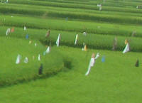 Flags and scarecrows
