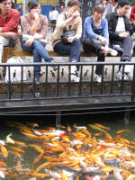 Feeding goldfish in a pedestrian mall