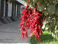 Not flowers but chillies hanging from a tree to dry