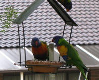 The dominant pair guarding the seed tray