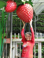Pickingalarge strawberry - I wish!