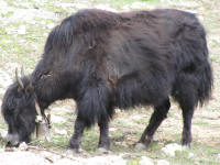 A yak eating the flowers
