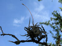 Clavel del Aire, a parasitic plant