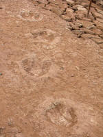 Footprints of an iguanodon