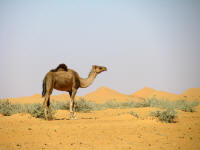 Iconic desert photo, Morocco
